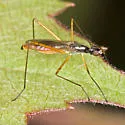 Micropeza abnormis