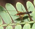 Micropeza abnormis - photo 2