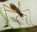 Micropeza abnormis - photo 3