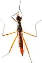 Micropeza abnormis - photo 4