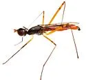 Micropeza abnormis - photo 5