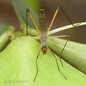 Micropeza bisetosa