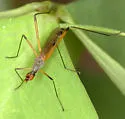 Micropeza bisetosa - photo 2