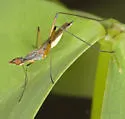 Micropeza bisetosa - photo 3