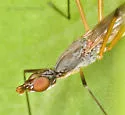 Micropeza bisetosa - photo 4
