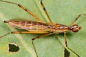 Micropeza compar - photo 4