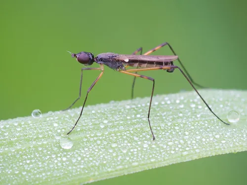 Micropeza corrigiolata