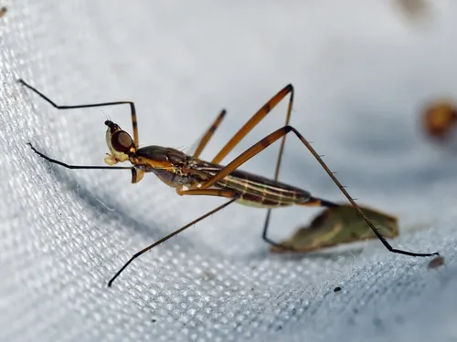 Micropeza lateralis
