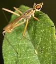 Micropeza lineata