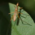 Micropeza lineata - photo 2