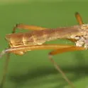 Micropeza lineata - photo 3