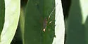 Micropeza lineata - photo 4