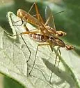 Micropeza lineata - photo 5
