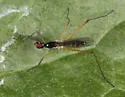 Micropeza nitidor - photo 2