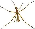 Micropeza ruficeps