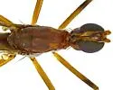 Micropeza ruficeps - photo 2