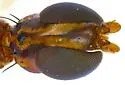 Micropeza ruficeps - photo 3