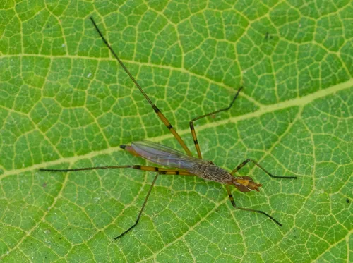 Micropeza stigmatica - photo 2