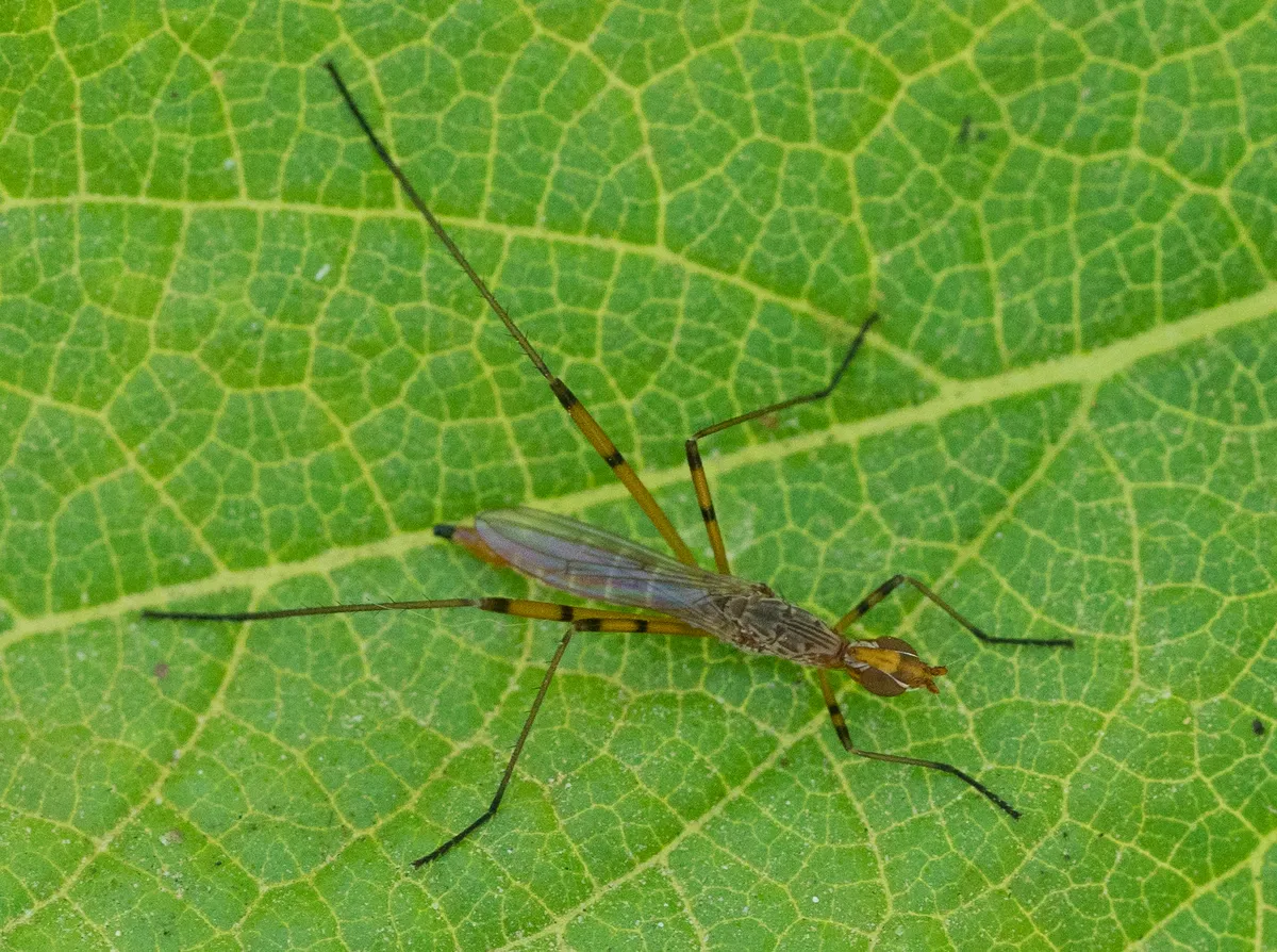 Micropeza stigmatica - photo 3