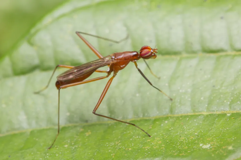 Stilt-legged Flies - photo 2