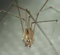 Micropholcus fauroti