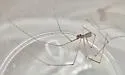 Micropholcus fauroti - photo 2