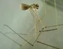 Micropholcus fauroti - photo 4
