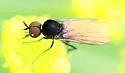 Microphor obscurus - photo 2
