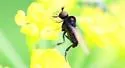 Microphor obscurus - photo 3
