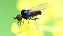 Microphor obscurus - photo 4