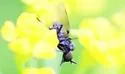 Microphor obscurus - photo 5