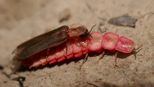 Microphotus angustus