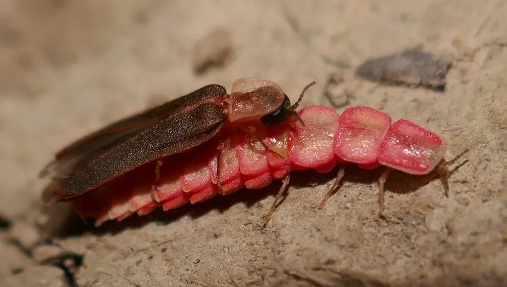 Microphotus angustus - photo 3