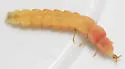 Microphotus chiricahuae