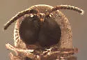 Microphotus decarthrus - photo 2
