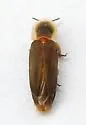 Microphotus dilatatus