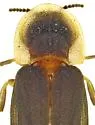 Microphotus dilatatus - photo 2