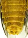 Microphotus dilatatus - photo 3
