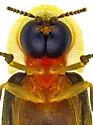 Microphotus dilatatus - photo 4