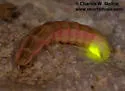 Microphotus fragilis - photo 2
