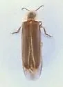 Microphotus fragilis - photo 3