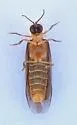 Microphotus fragilis - photo 4