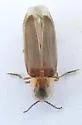 Microphotus fragilis - photo 5