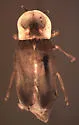 Microphotus octarthrus