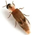 Microphotus octarthrus - photo 2