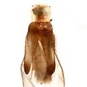 Microphotus octarthrus - photo 3