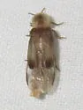 Microphotus octarthrus - photo 4