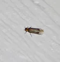 Microphotus octarthrus - photo 5
