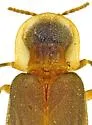 Microphotus pecosensis - photo 4