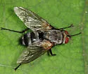 Microphthalma disjuncta - Microphthalma disjuncta